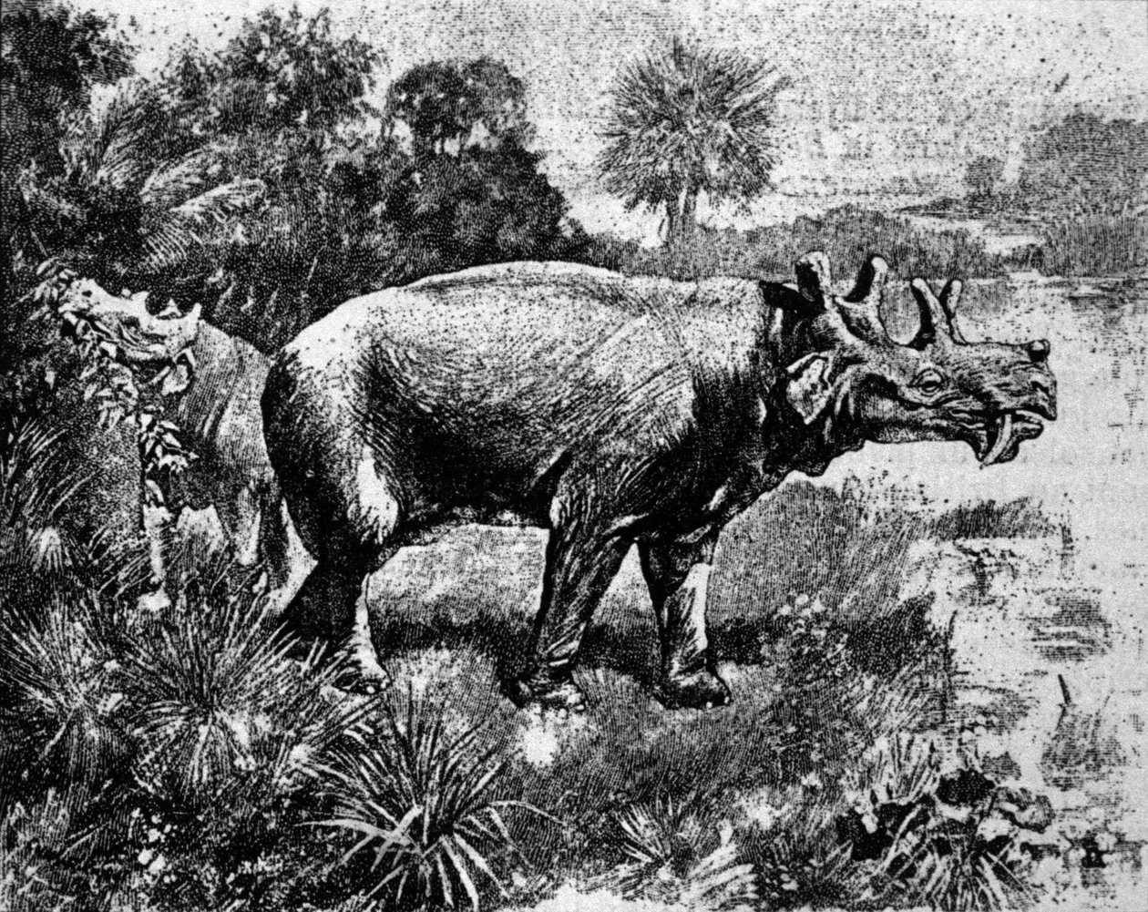 Prehistory: representation of a four-horned Uintatherium dinosaur. by Unknown artist
