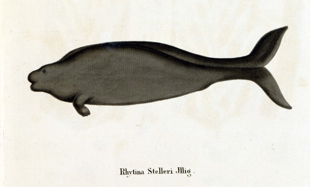 Rhytina Stelleri also called marine cow Steller, specimen disappeared in the 18th century. by Unknown artist