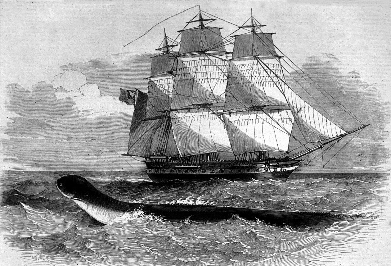 Sea monster: appearance of a sea snake on the Daedalus frigate road in 1848. Engraving of the 19th century by Unknown artist