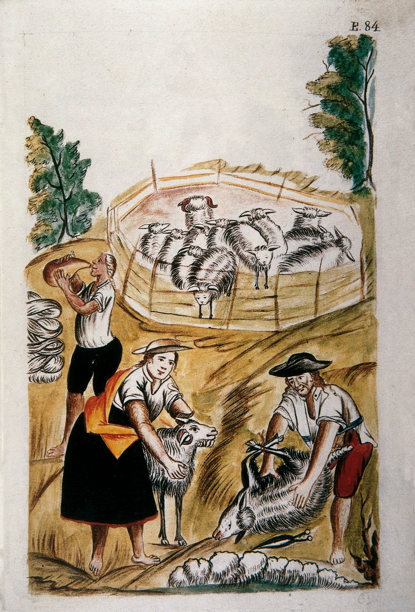 Sheep shearing, from the book 