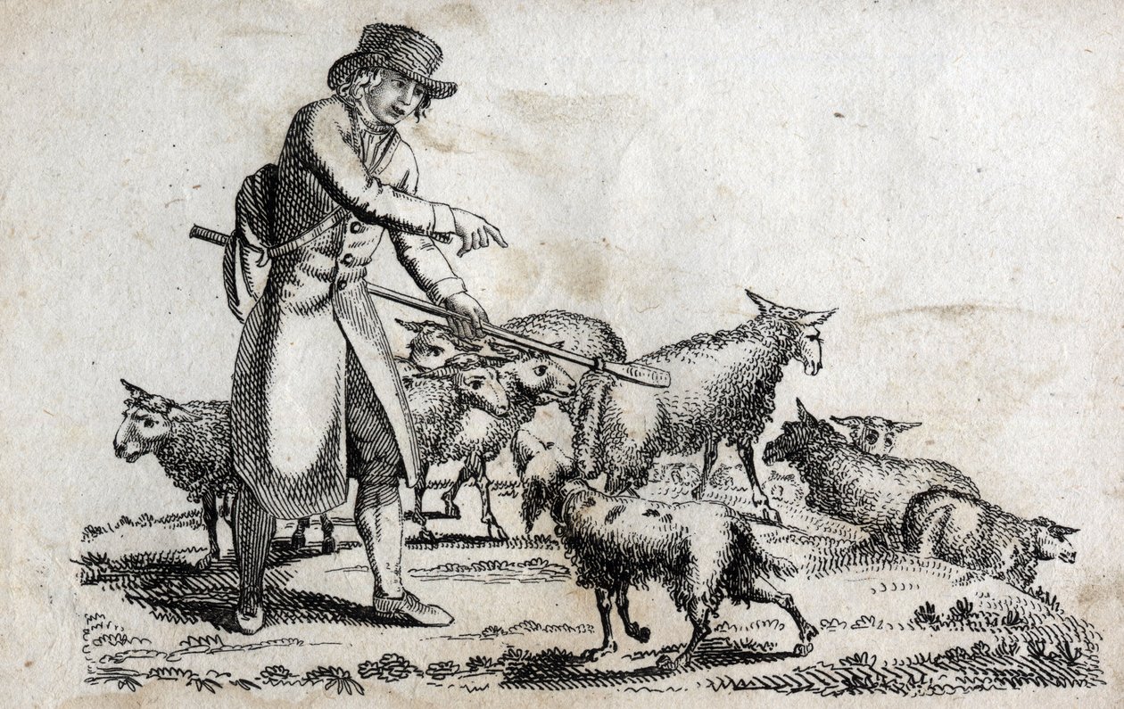 Shepherd with his herd of sheep. Engraving late 18th century. Private collection. by Unknown artist