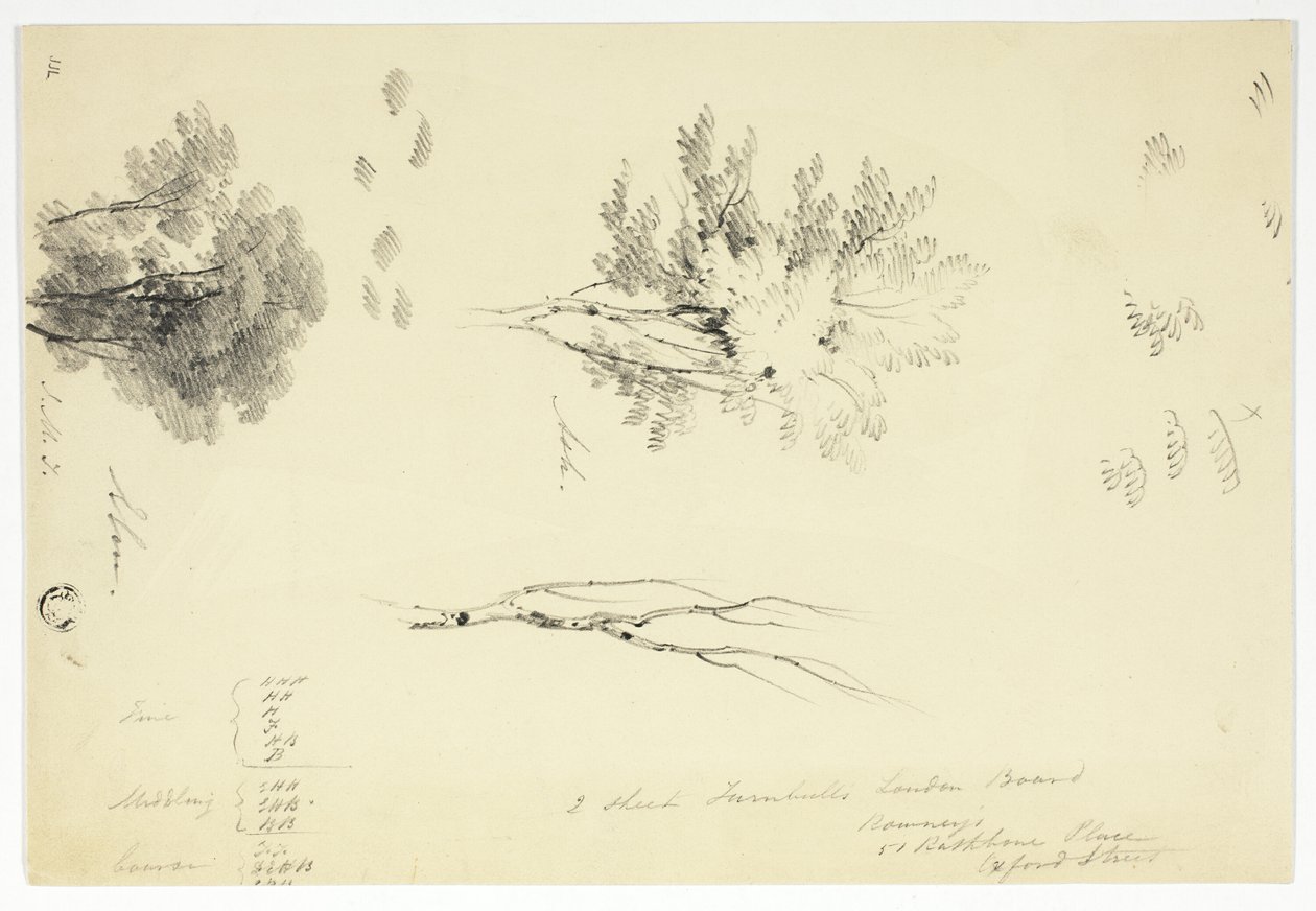 Sketches of Elm and Ash Trees by Unknown artist