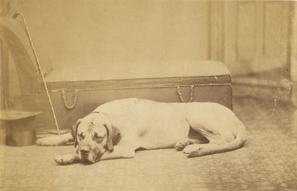 Sleeping Dog by Unknown artist