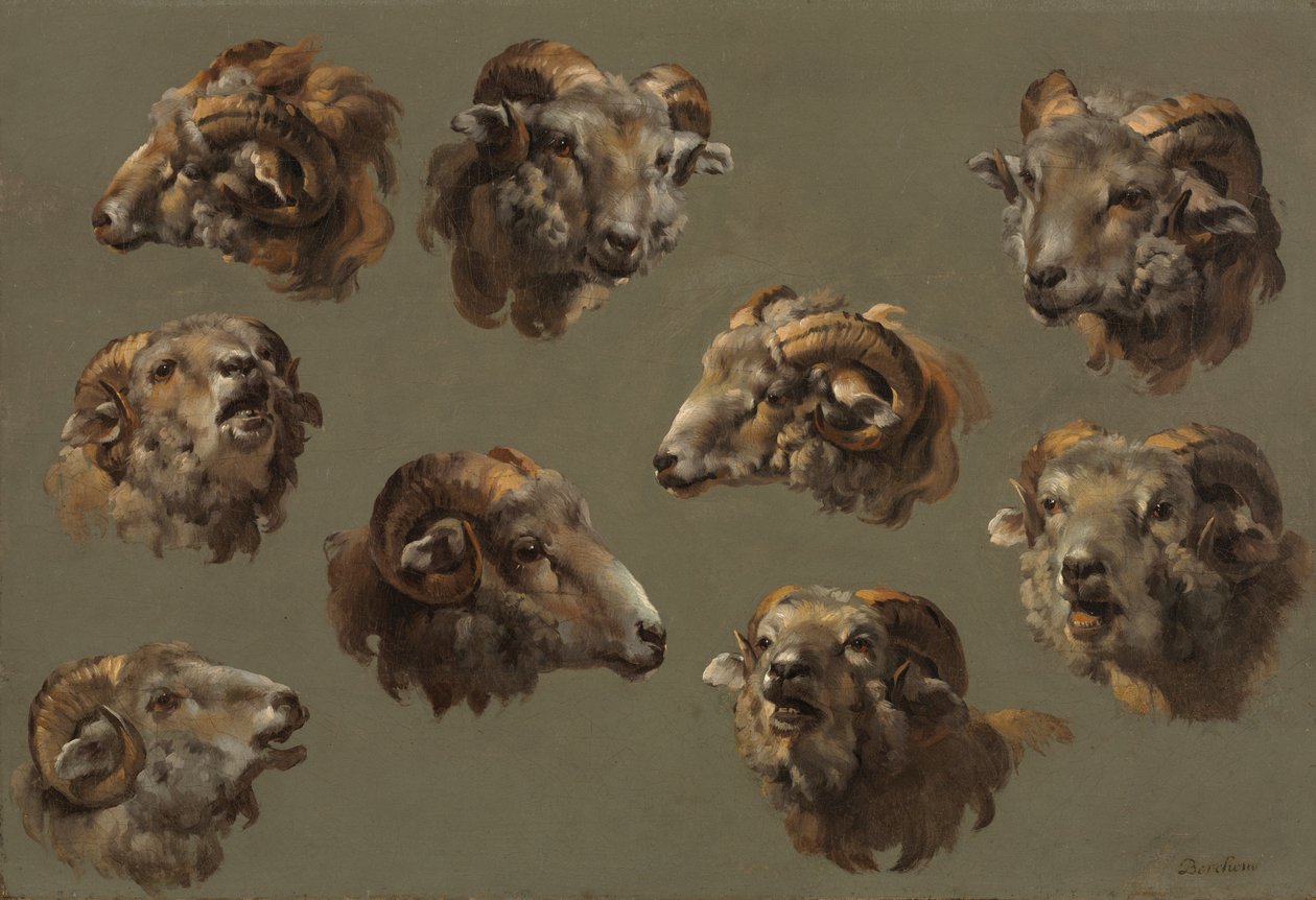 Studies of Ram Heads by Unknown artist