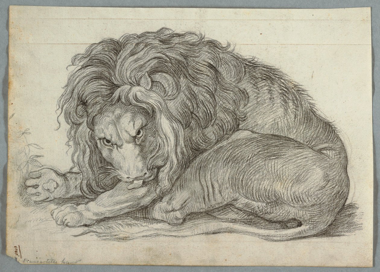 Study of a Lion by Unknown artist