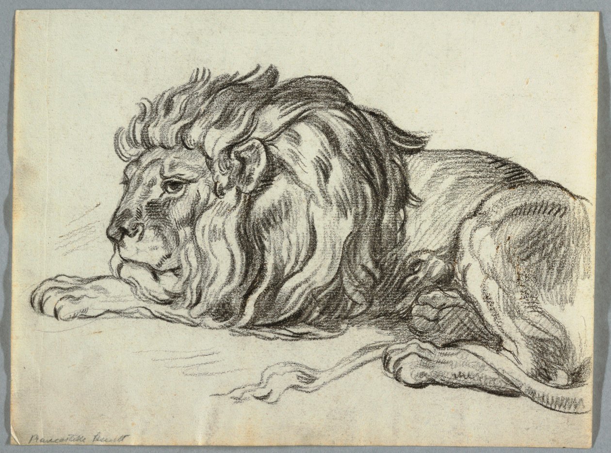 Study of a Lion by Unknown artist