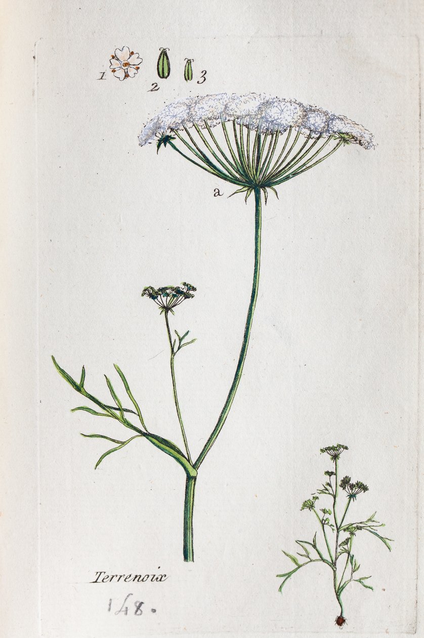 Terrenoix by Unknown artist