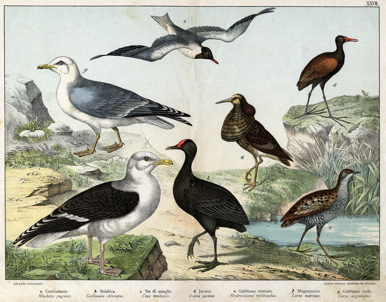 a: The fighter (Machetes pugnax), b: Chicken (Gallinula chloropus), c: Rale des genetes (Crex pratensis), d: Jacana (Parra Jacana), e: Black-eyed Gull (Hydrocolaeus ridibundus), f: Seagull (Larus marinus), g: Herring Gull (Larus argentus) - In 