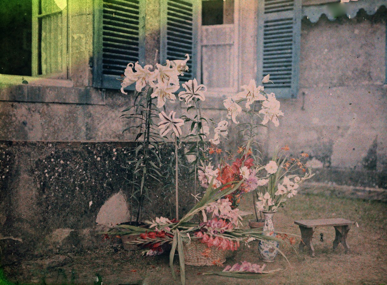 History of Photography: Floral Composition by Unknown photographer