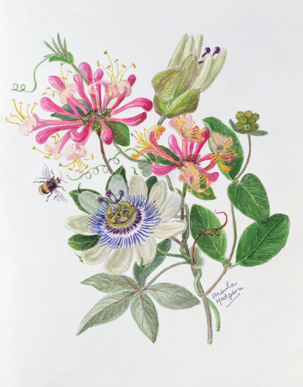 Honeysuckle and Passion flower by Ursula Hodgson
