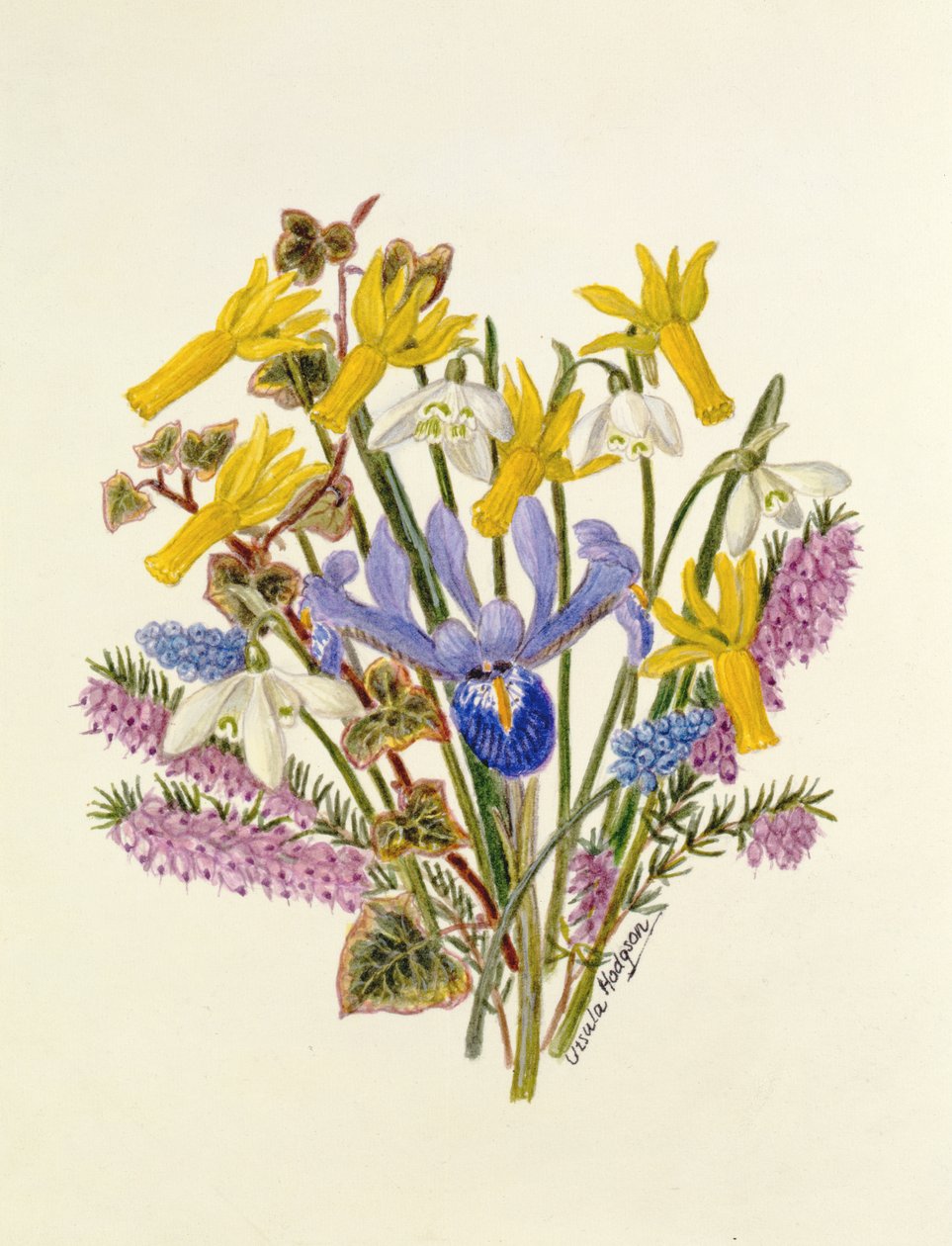 Snowdrop, Narcissus Cyclamineus, Iris Reticulata and Grape Hyacinth by Ursula Hodgson