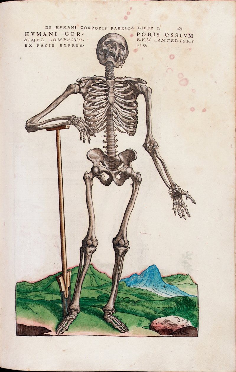 Humani Corporis Ossium, illustration from 'De Humani Corporis Fabrica ...