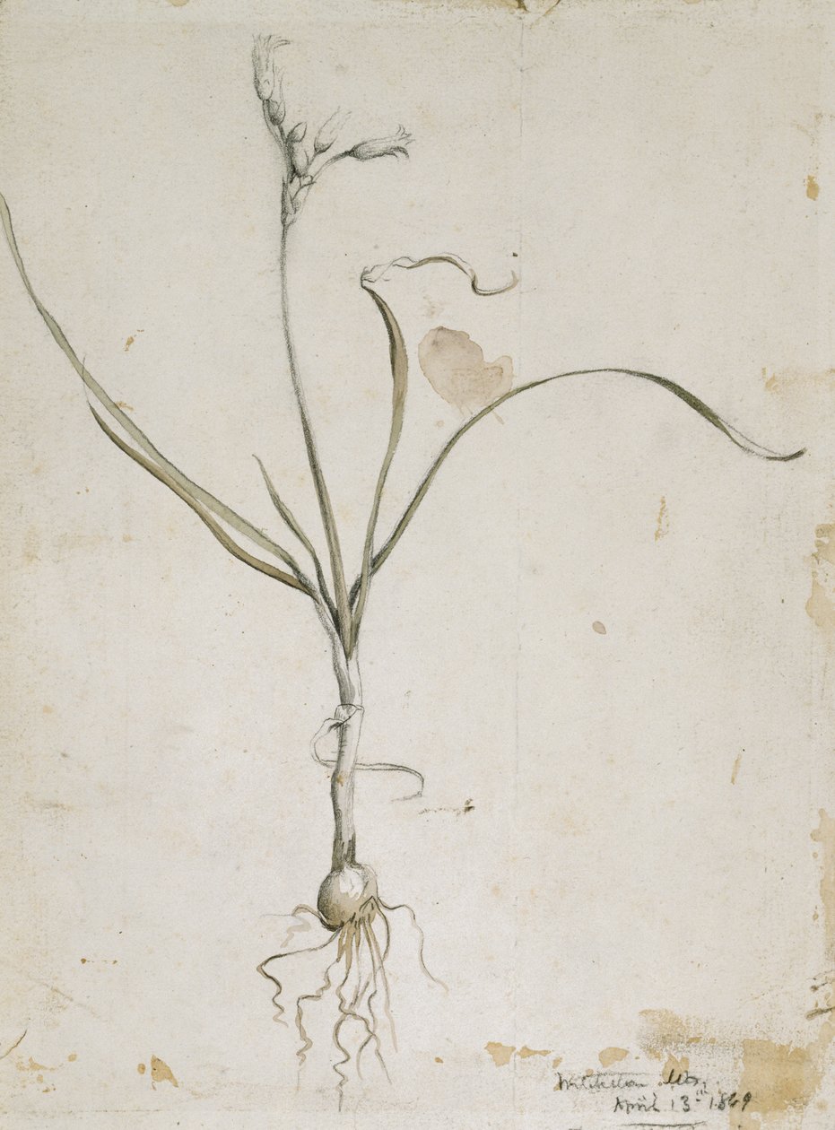 Flower and Bulb, Wichita Mts. April 13, 1869, 1869 by Vincent Colyer