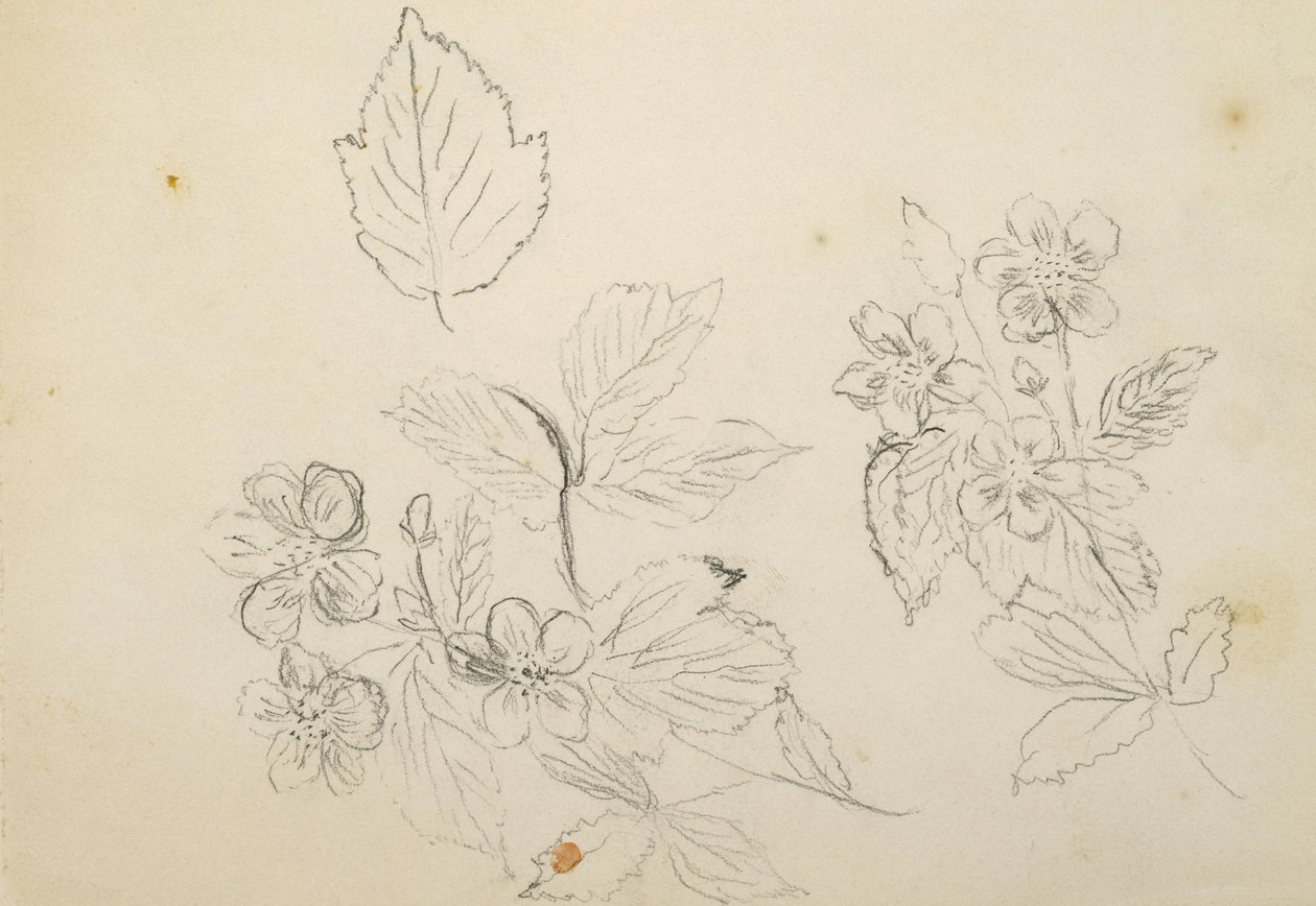 Flower Study by Vincent Colyer