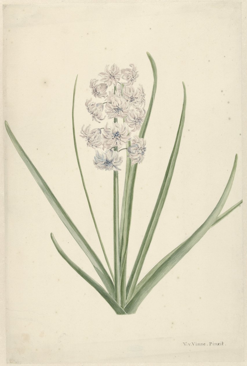 White-Light Blue Hyacinth by Vincent Jansz. van der Vinne