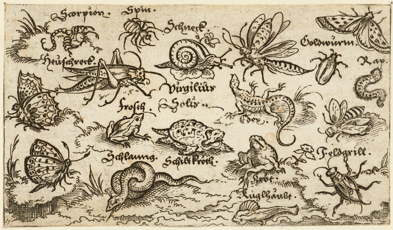 Insects, reptiles, snails, and fish on minimal ground with water in foreground by Virgil Solis