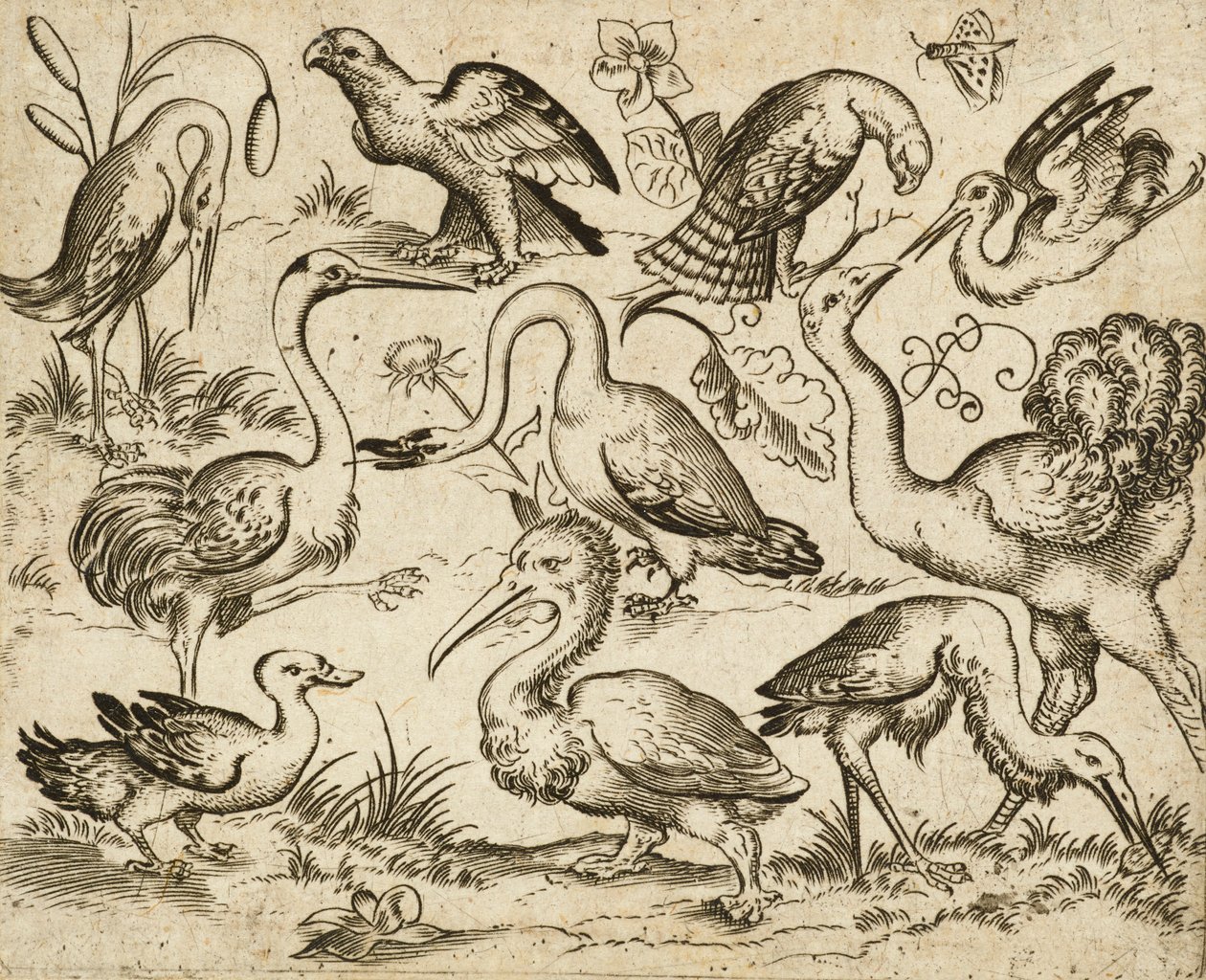 Ostrich on Left Side with Nine Other Birds, Including a Heron and a Pelican, Depicted on a Minimal Ground with Patches of Foliage Around Some of the Birds, from Douce Ornament Prints Album I, after 1557 by Virgilius the elder (after) Solis