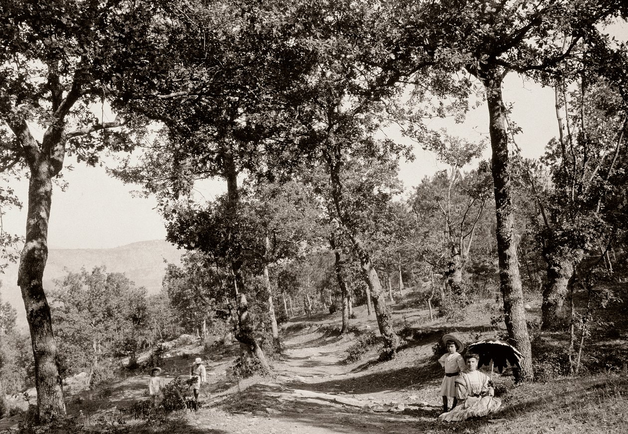 Walk through the forest by Vittorio Alinari