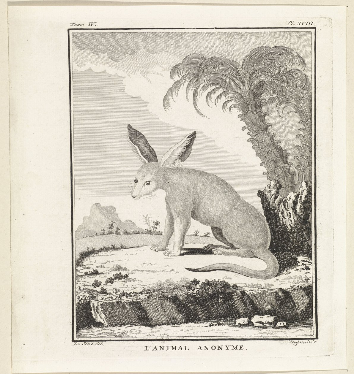 Unknown animal by W. Tringham