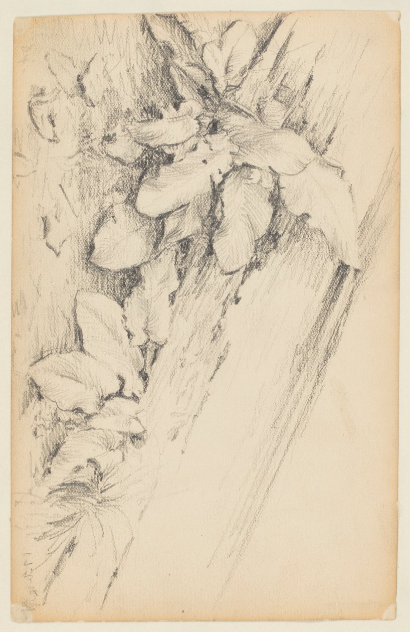 Study of Plants and Rotten Tree Trunk, 155th Street by Walter Clark