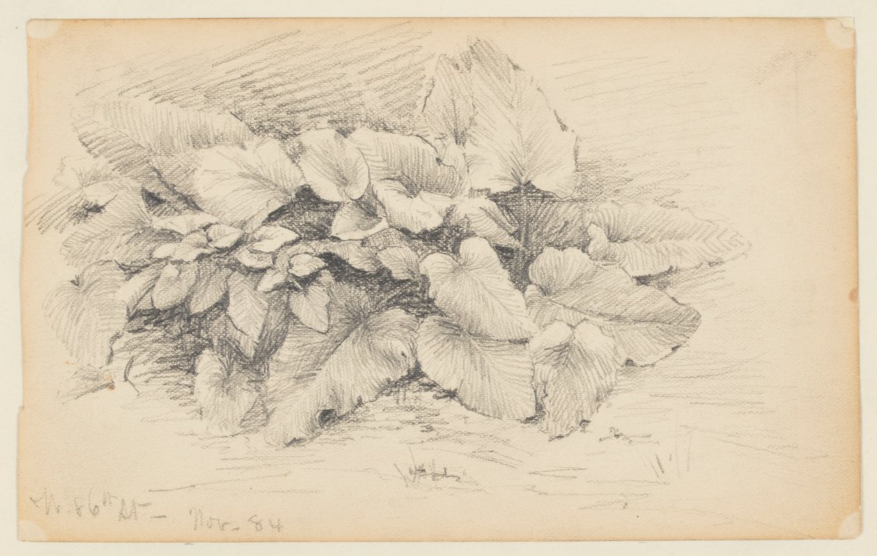 Study of a Plant, West 86th Street by Walter Clark