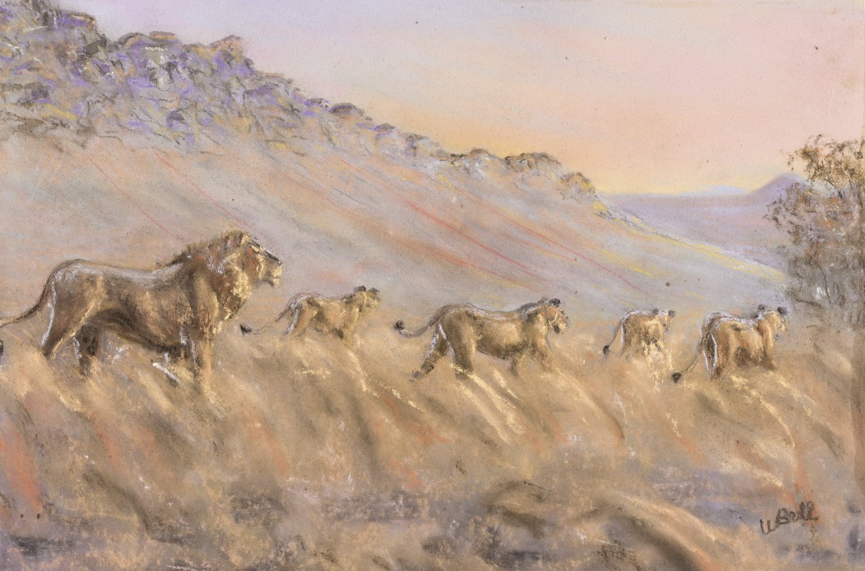 African lions by Walter D.M. Bell
