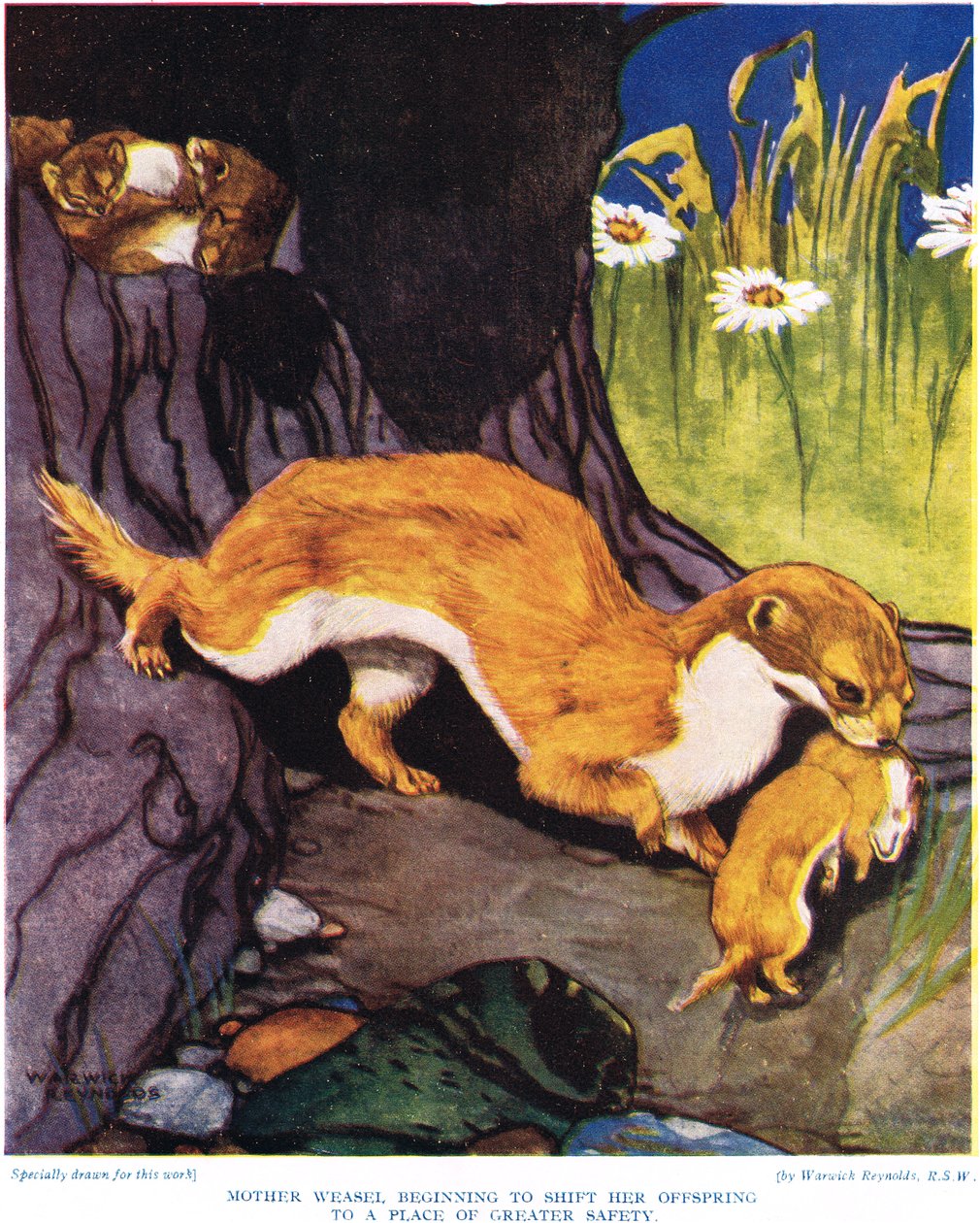 Mother Weasel Beginning to Shift Her Offspring, Illustration from 'The ...