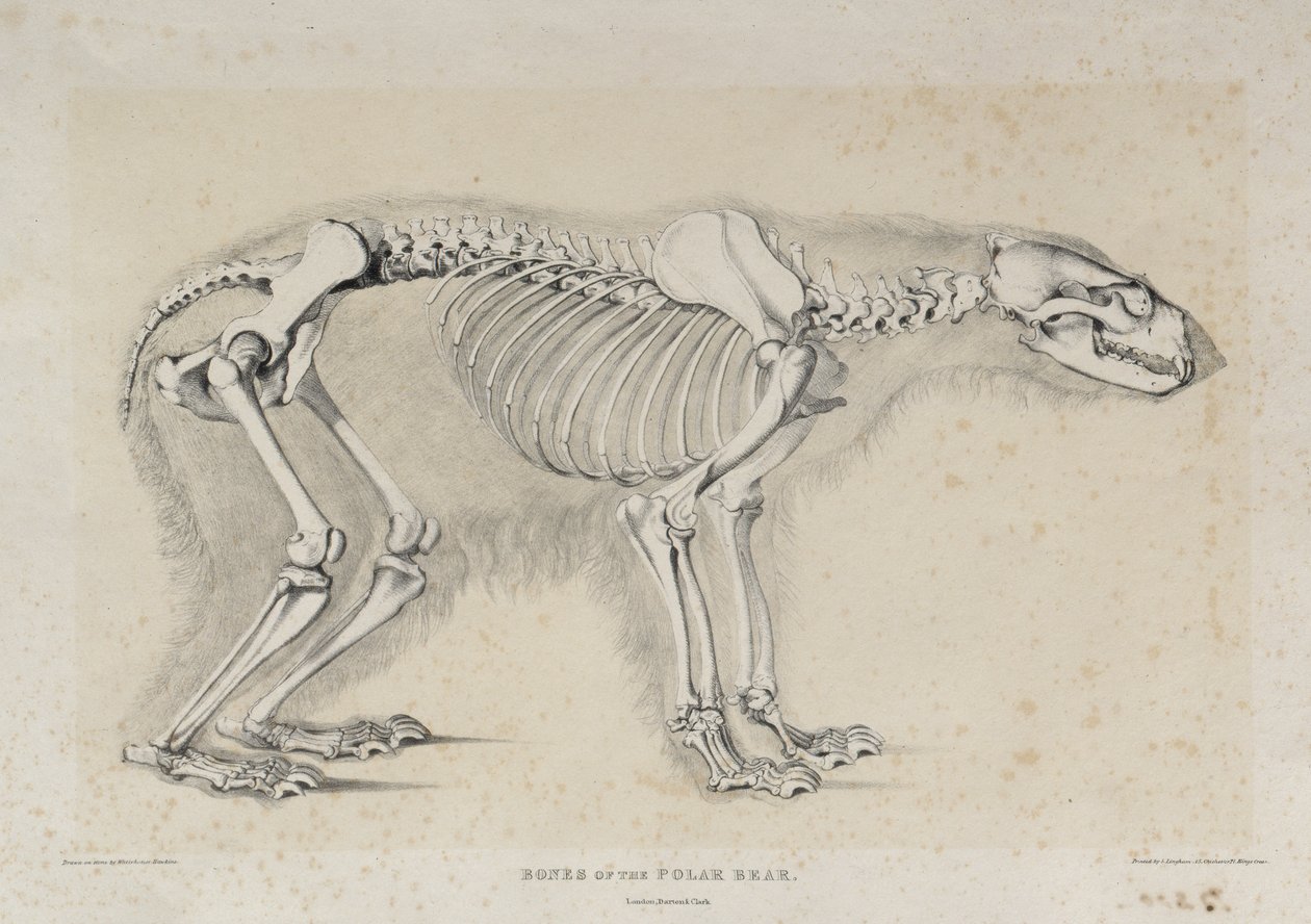 Bones of the Polar Bear by Waterhouse Hawkins after Waterhouse Hawkins after