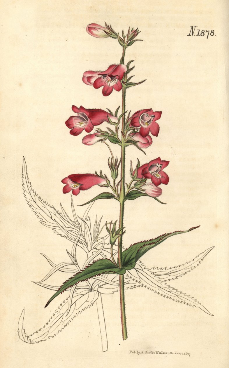 Penstemon campanulatus, Blume von Weddell Weddell