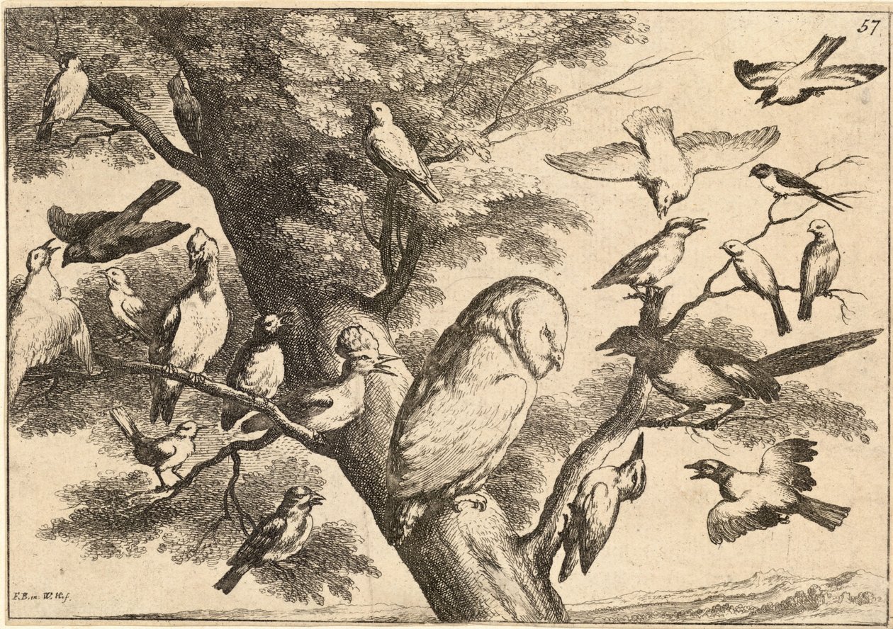 Birds mobbing an owl by Wenceslaus Hollar