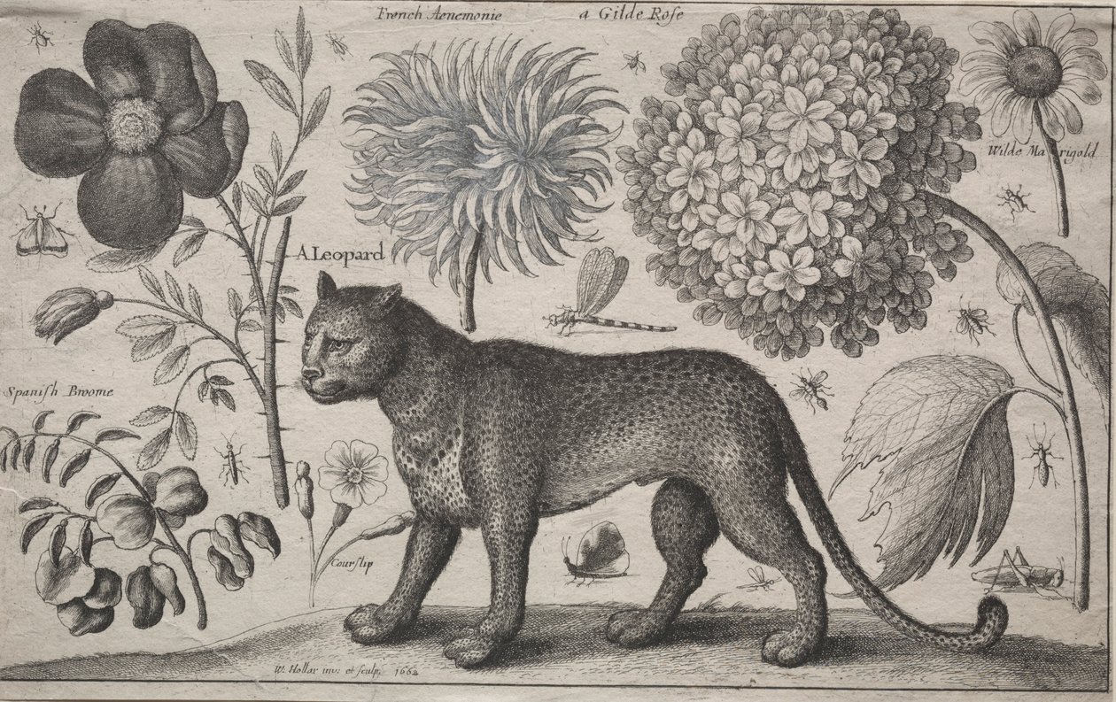 Animals and Plants: Leopard with Plants and Insects, 1662 by Wenceslaus Hollar