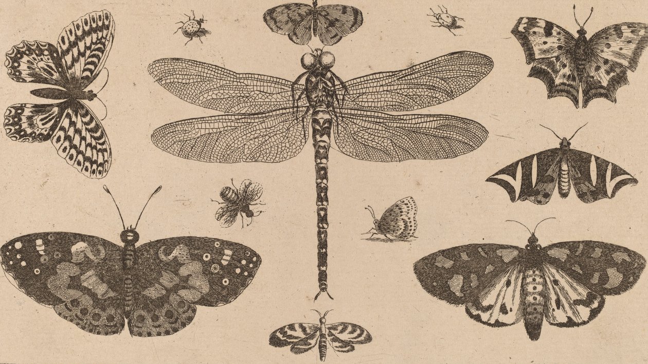 Dragonfly, Ladybirds, and Butterflies by Wenceslaus Hollar