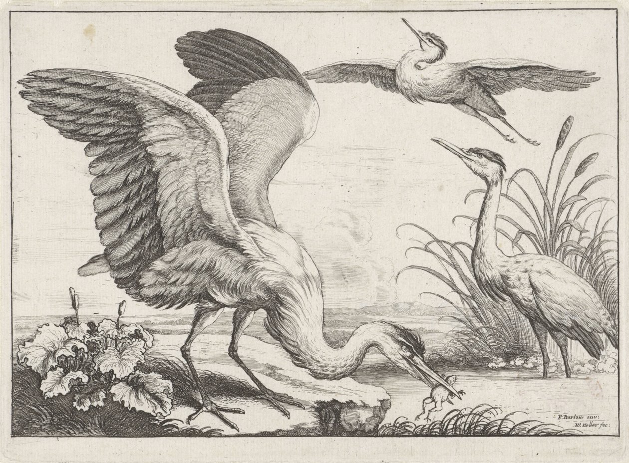 Three Herons by Wenceslaus Hollar