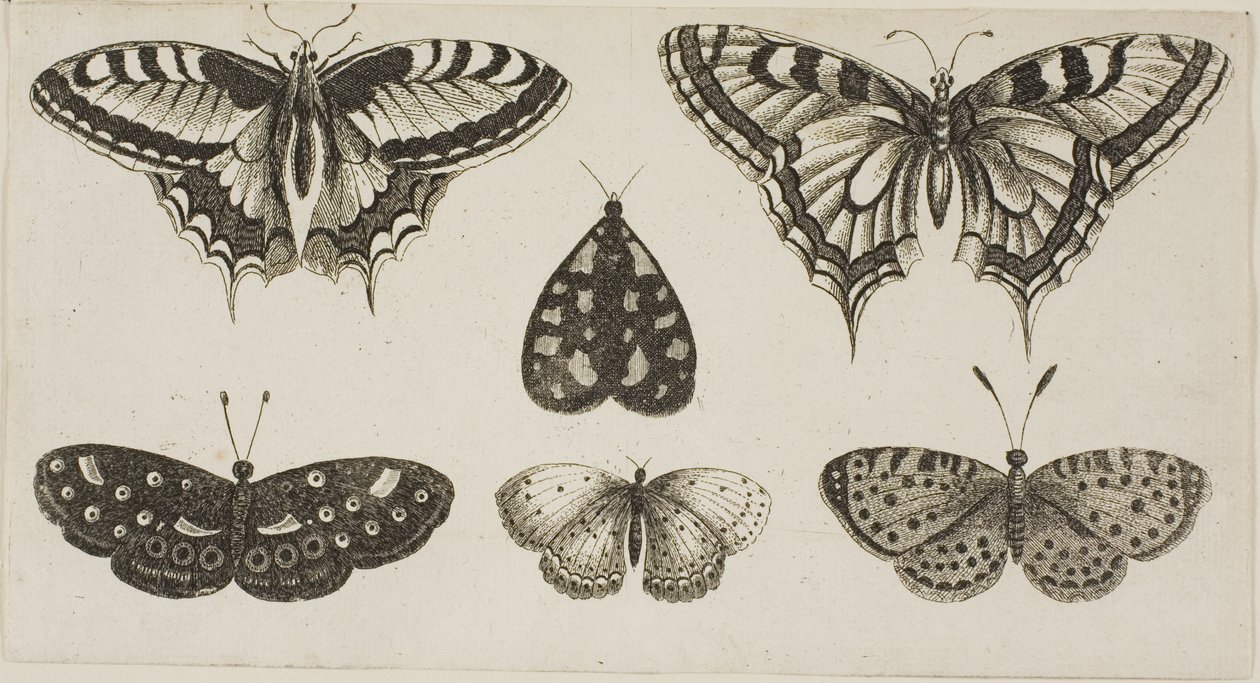 Five Butterflies and a Moth by Wenceslaus Hollar