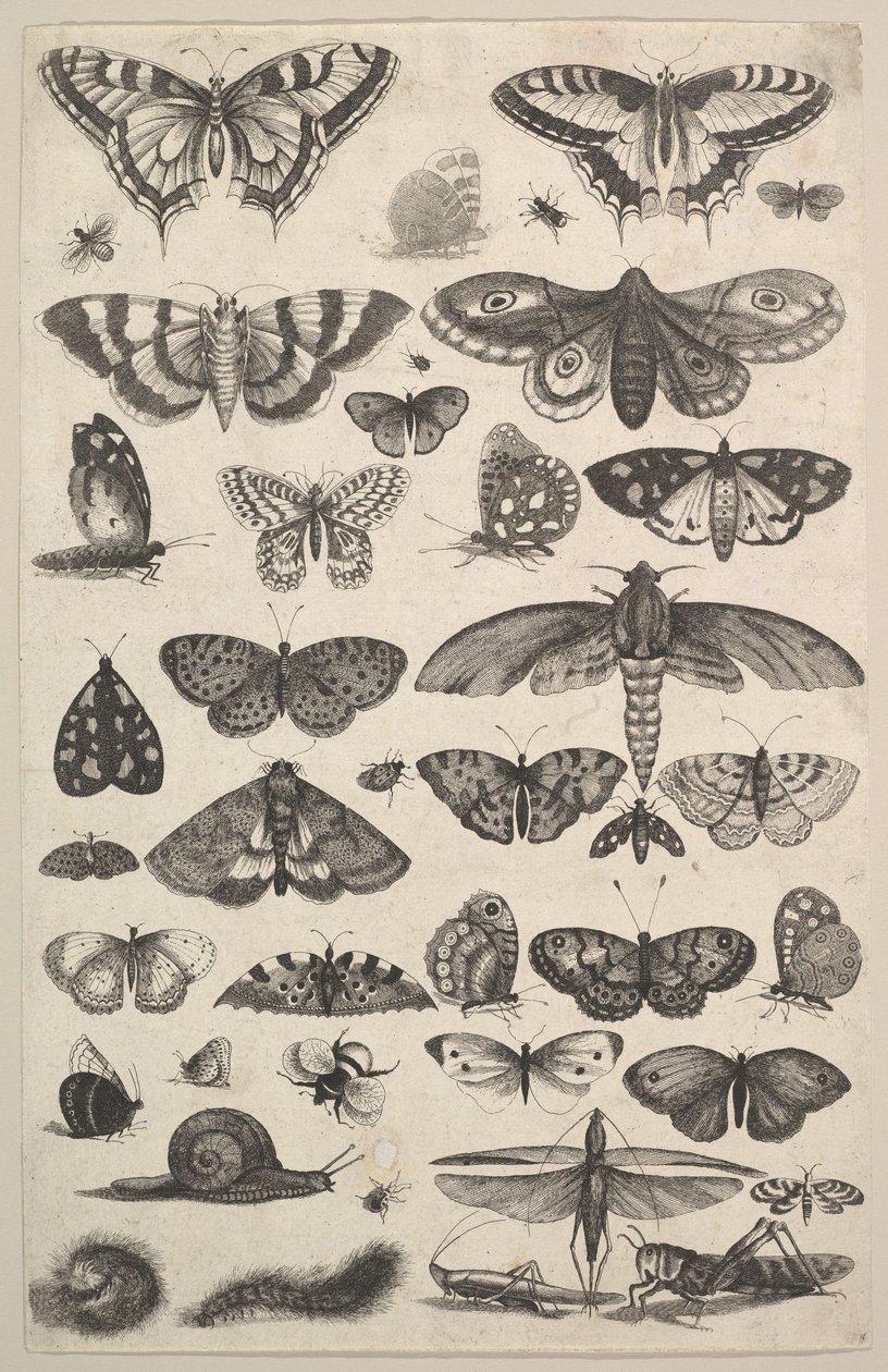 Forty-One Insects, Including Moths and Butterflies by Wenceslaus Hollar