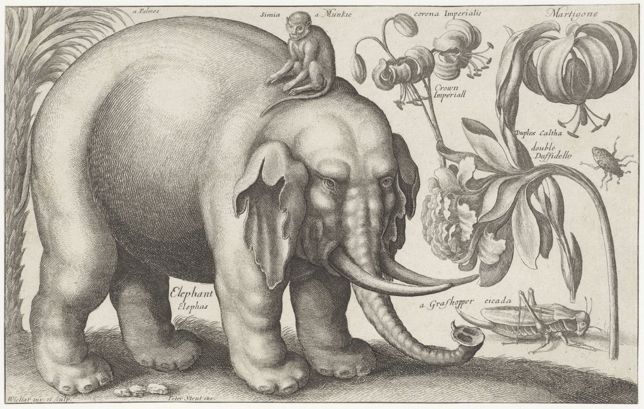 Elephant, Monkey, Flowers and Insects by Wenceslaus Hollar