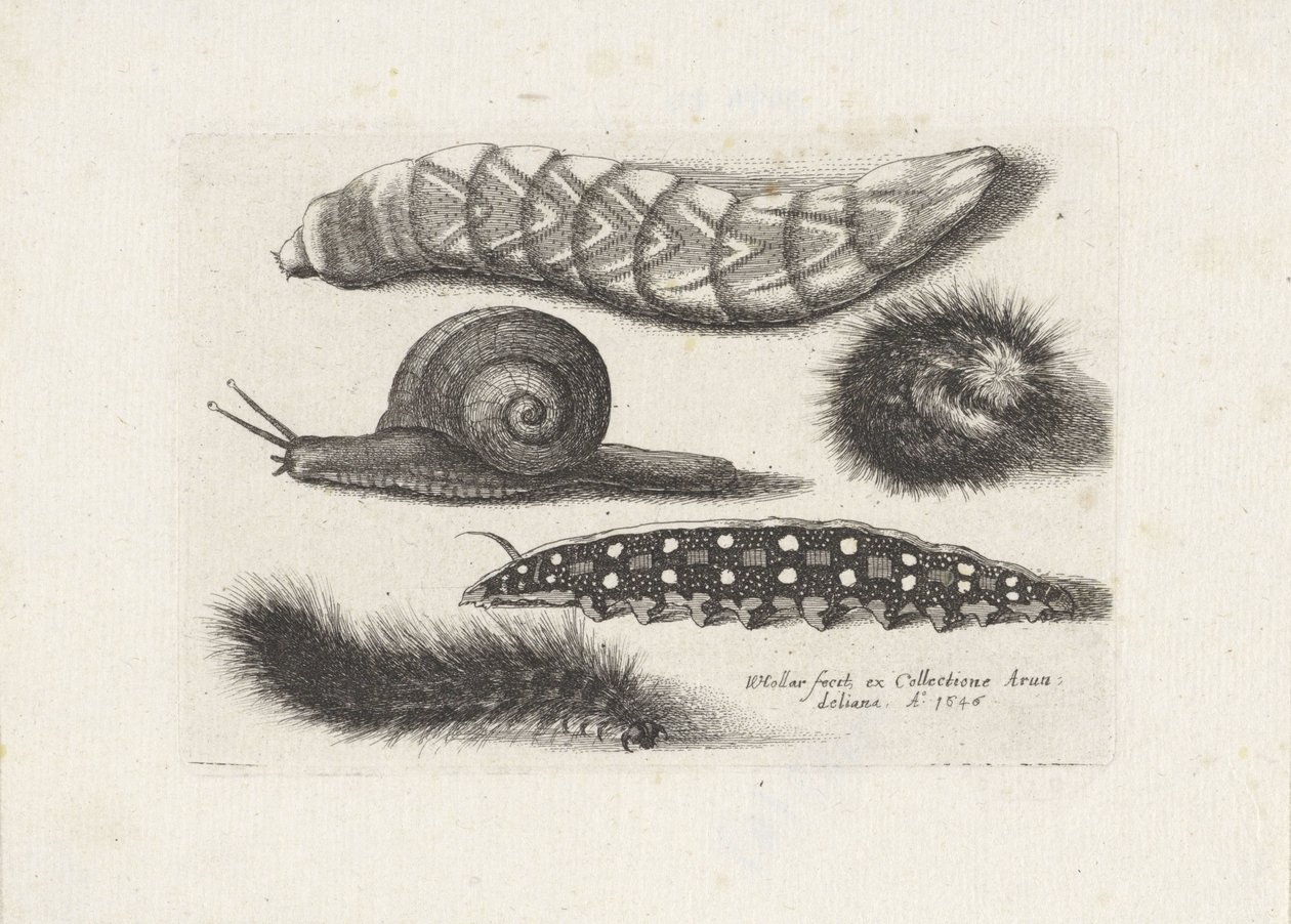 Caterpillars and a Snail (series title: Insects, Muscarum Scarabeorum) by Wenceslaus Hollar