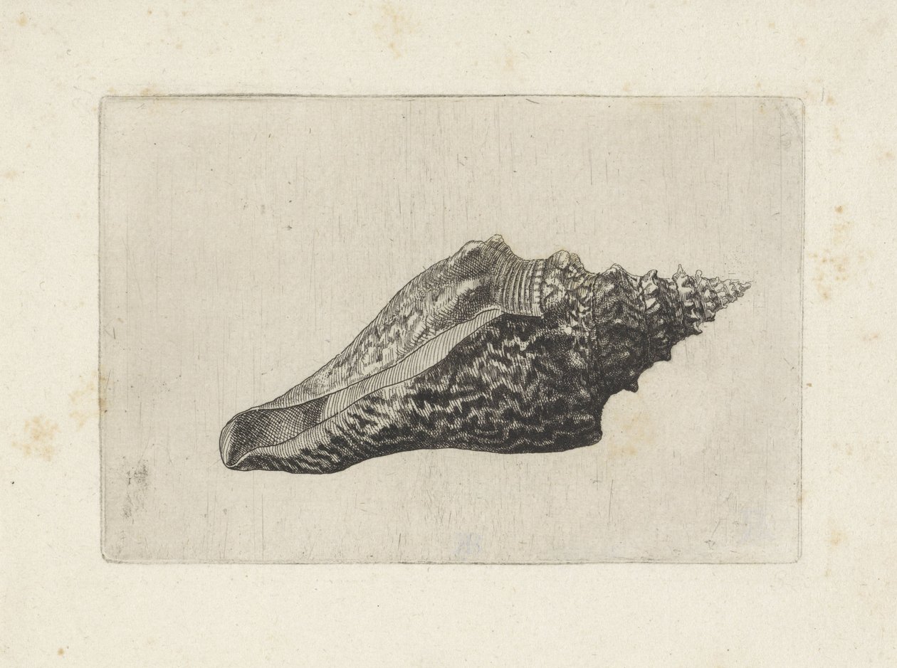 Shell, Hemifusus Ternatanus by Wenceslaus Hollar