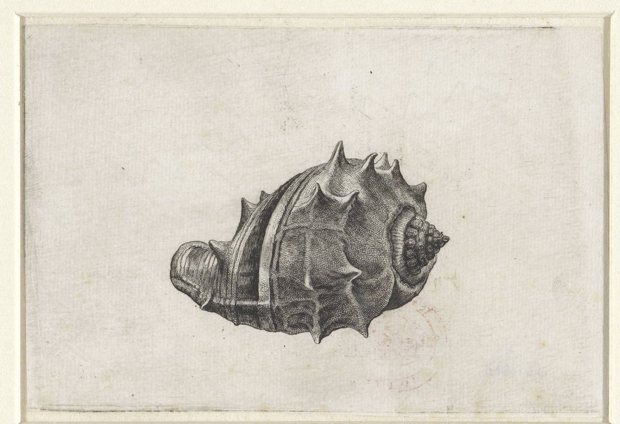 Shell, Melongena Melongena by Wenceslaus Hollar