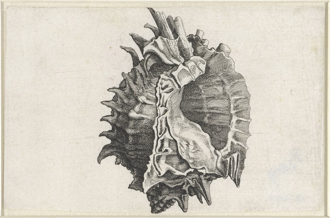 Shell, Phyllonotus Erythrostomus by Wenceslaus Hollar