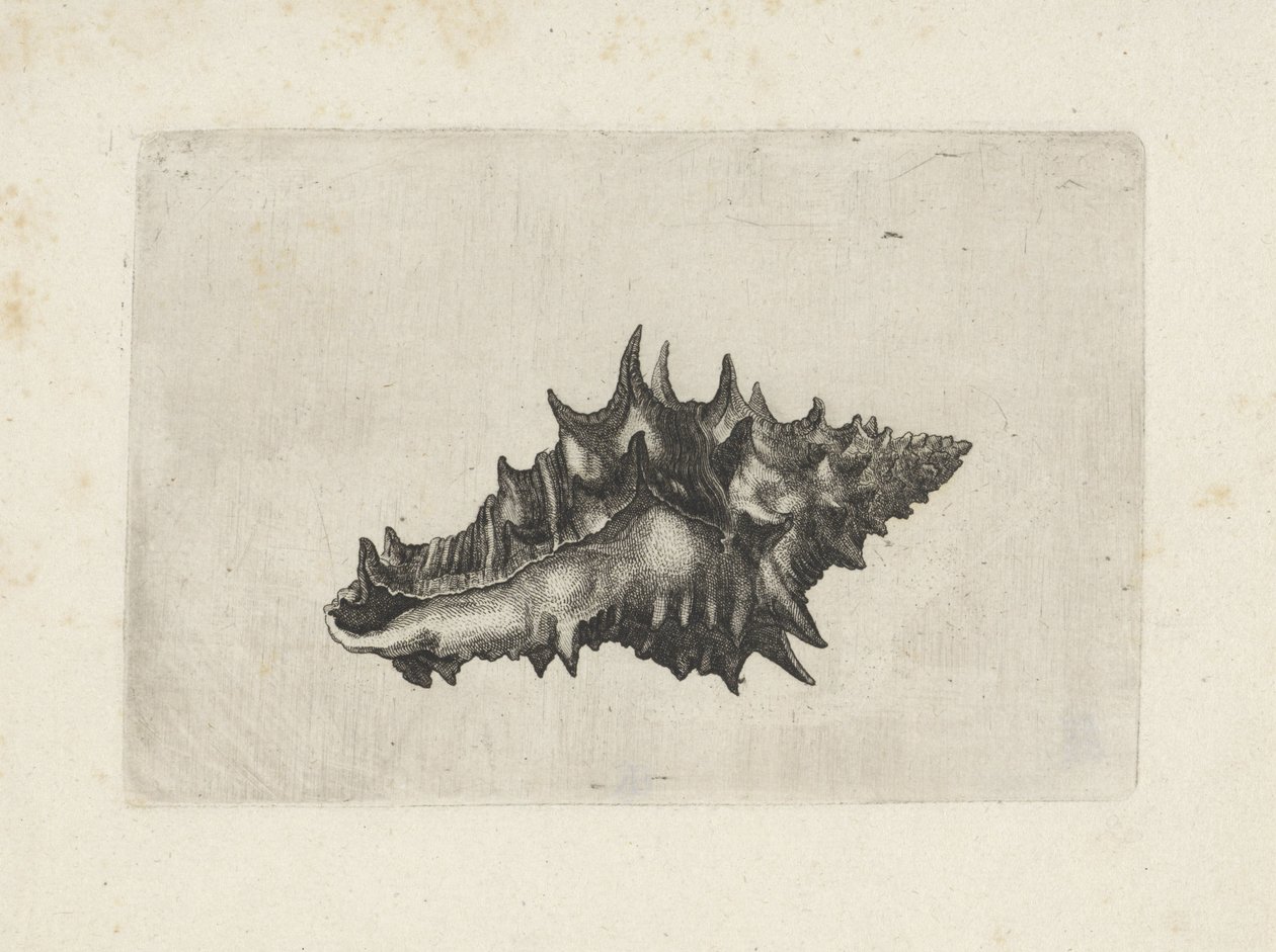 Shell, Vasum Ceramicum (Shells) by Wenceslaus Hollar