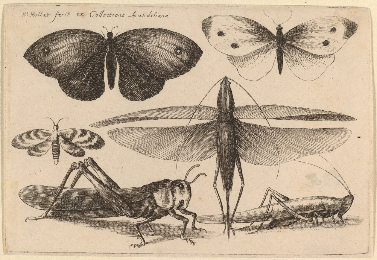 Six Insects by Wenceslaus Hollar