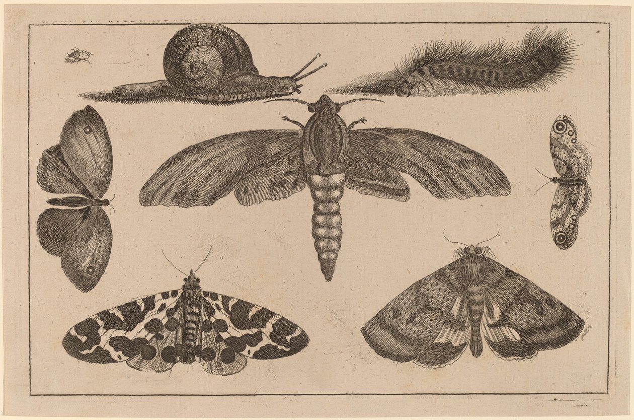 Six Insects, a Caterpillar, and a Snail by Wenceslaus Hollar