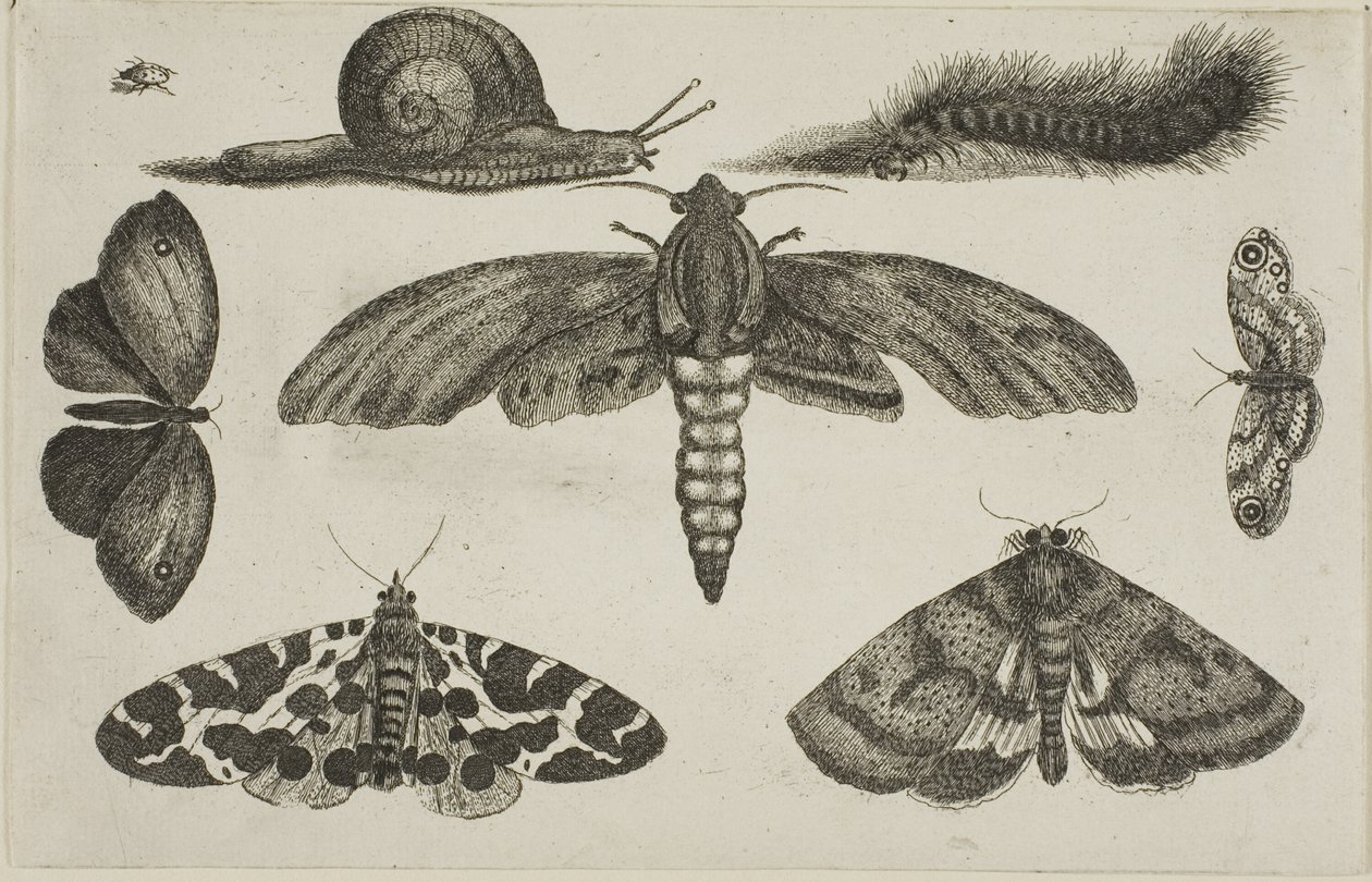 Six Insects, a Caterpillar, and a Snail by Wenceslaus Hollar