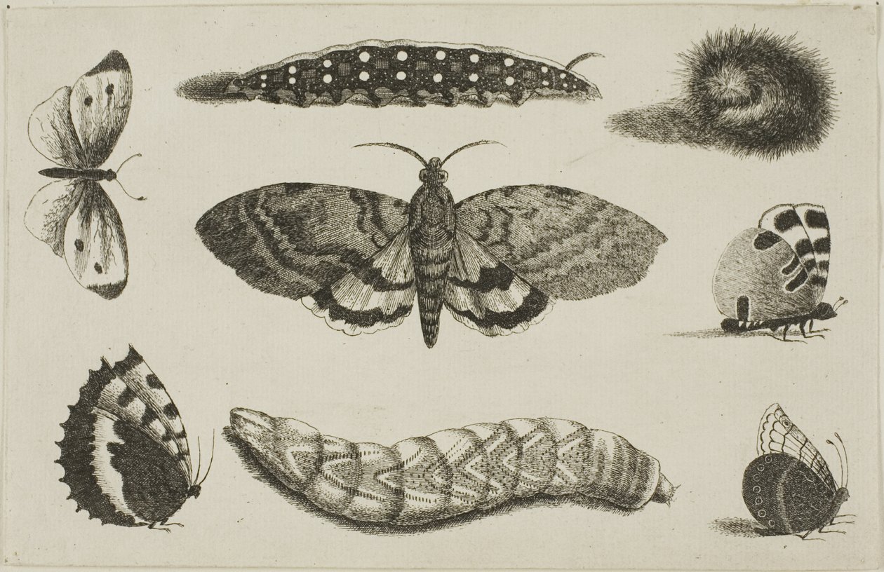 Three Caterpillars, a Moth, and Four Butterflies by Wenceslaus Hollar