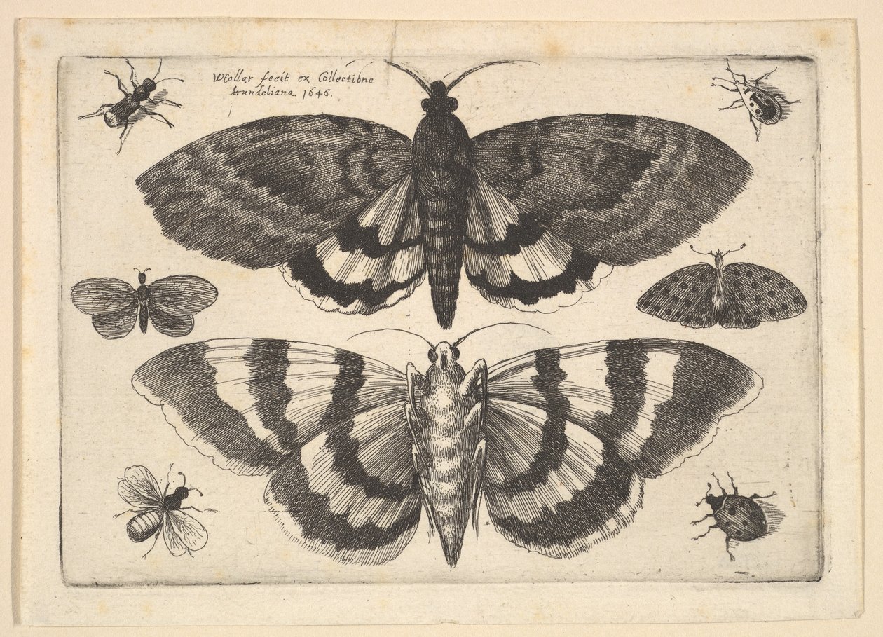 Two Moths and Six Insects by Wenceslaus Hollar
