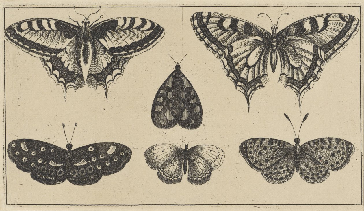Five Butterflies and a Moth (Various Insects) by Wenceslaus Hollar
