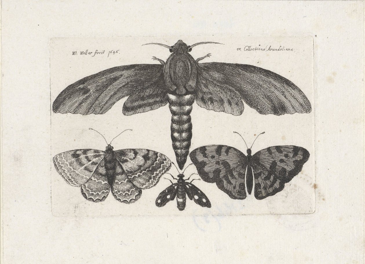 Butterflies and a Moth (Insects series) by Wenceslaus Hollar