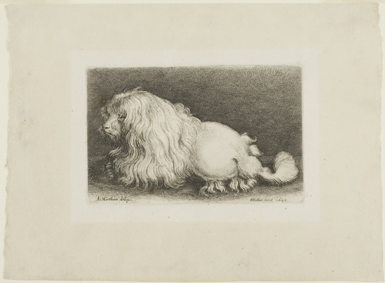 White Dog by Wenceslaus Hollar