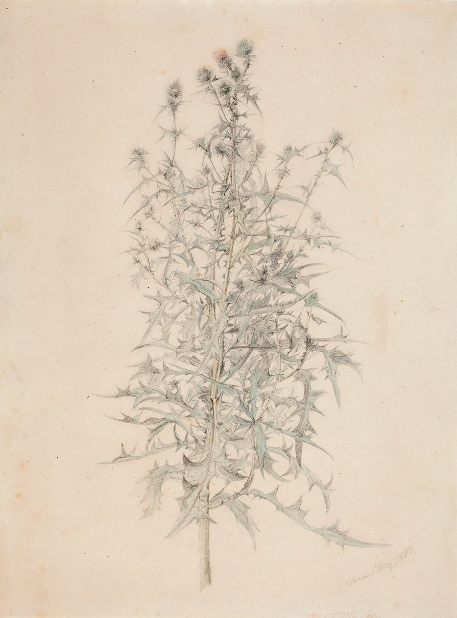 Thistle by Werner Holmberg